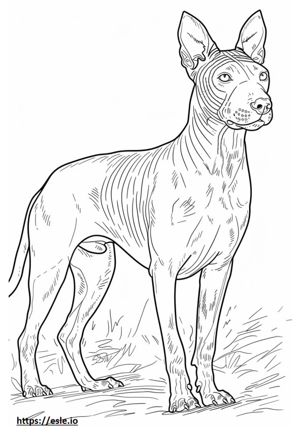 Coloriage American Hairless Terrier jouant à imprimer