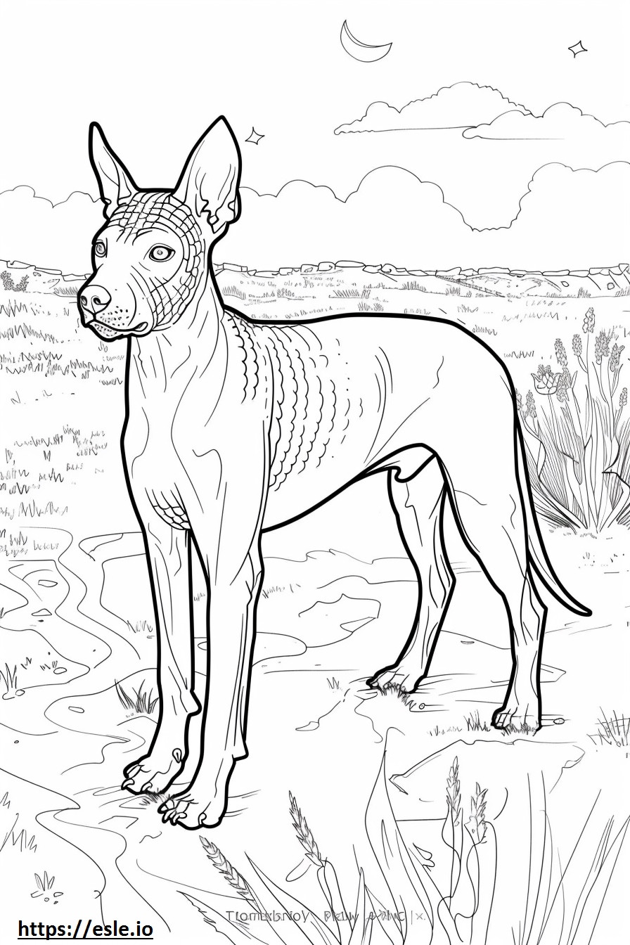 American Hairless Terrier Playing coloring page