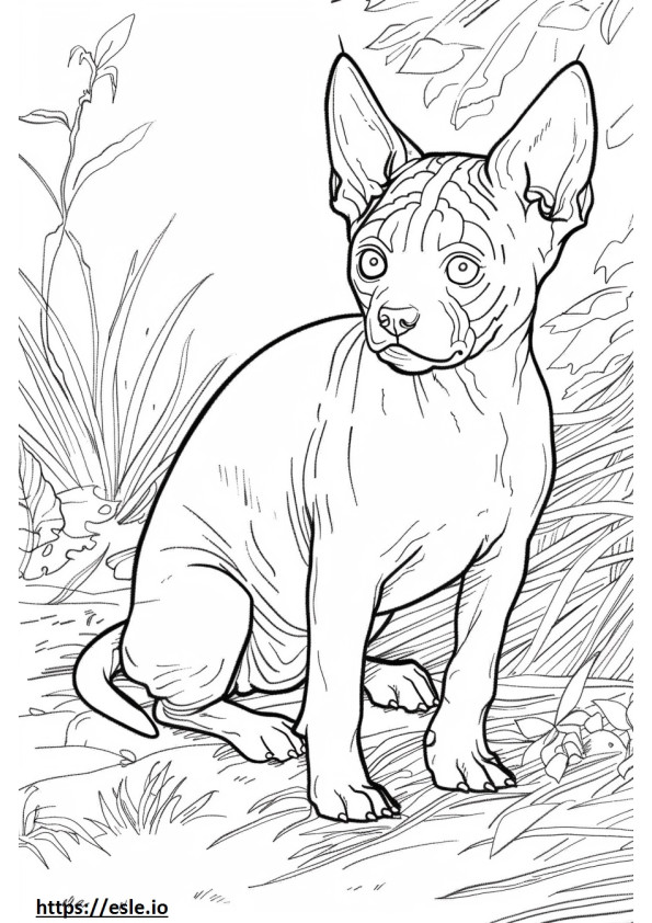 Terrier calvo americano Kawaii para colorir