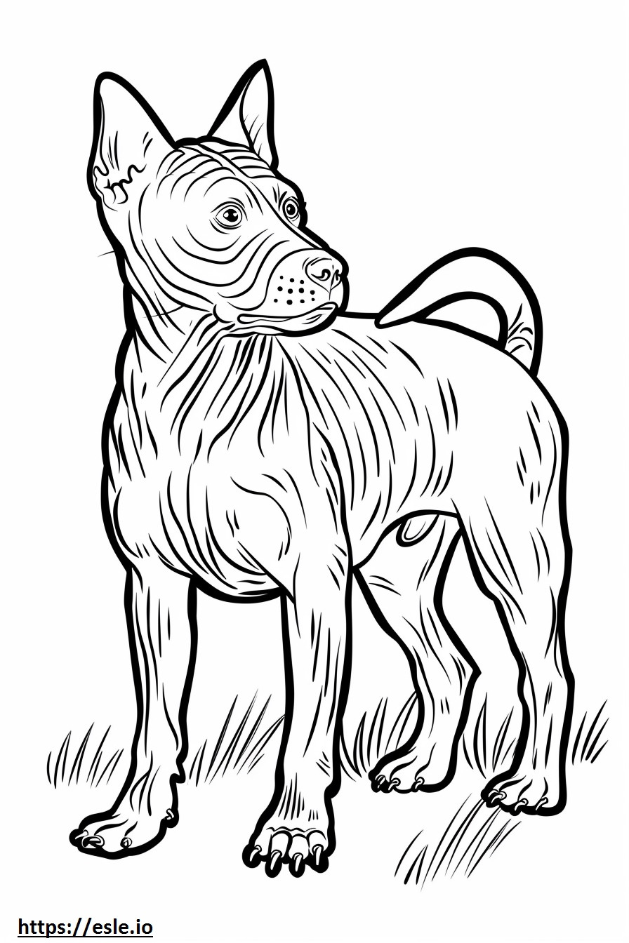 Coloriage Amical pour le Terrier américain sans poils à imprimer