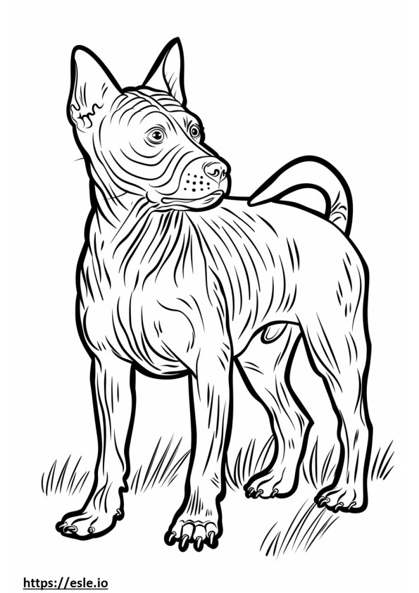 Coloriage Amical pour le Terrier américain sans poils à imprimer