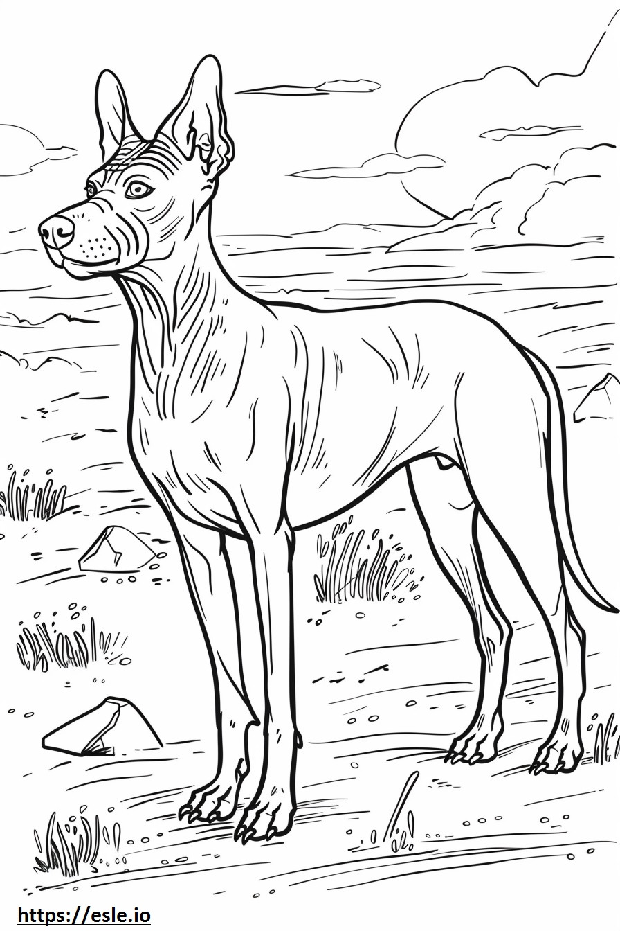 Terrier calvo americano amigável para colorir