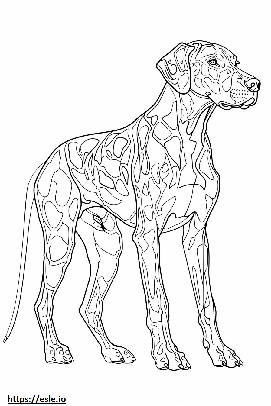 Amerikanleopardikoira koko keho värityskuva