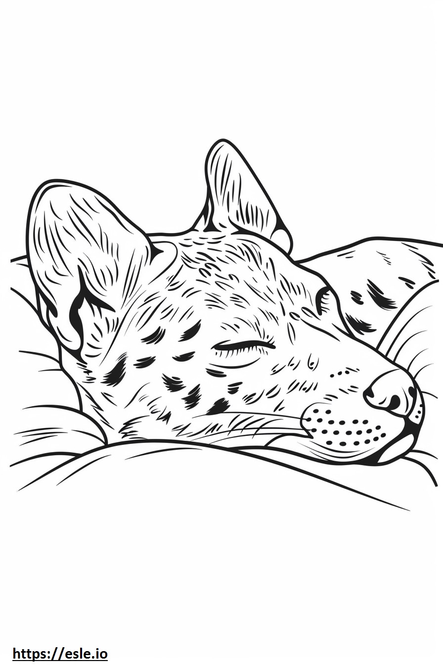 Cão leopardo americano dormindo para colorir