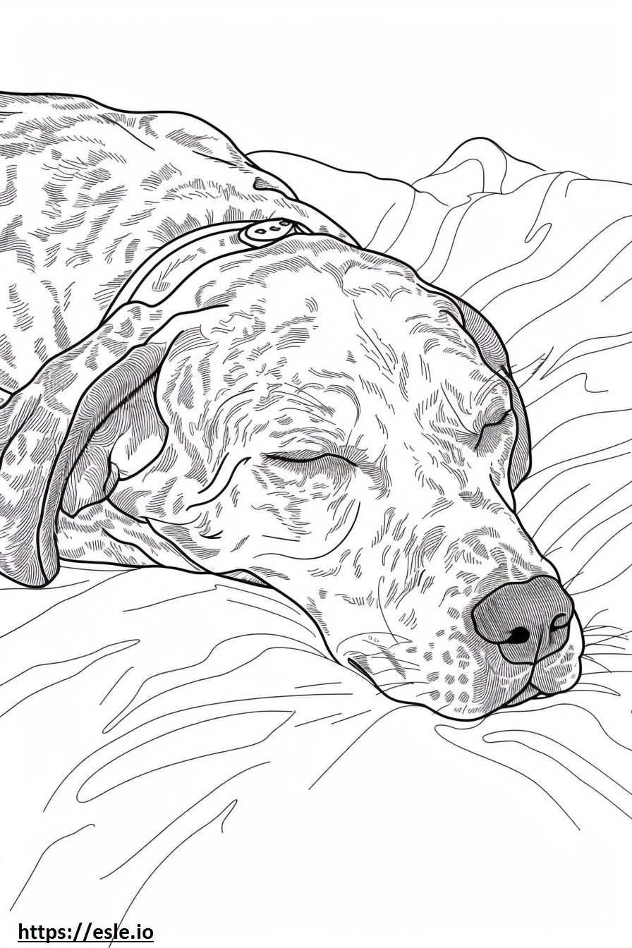 Amerikkalainen leopardikoira nukkuu värityskuva