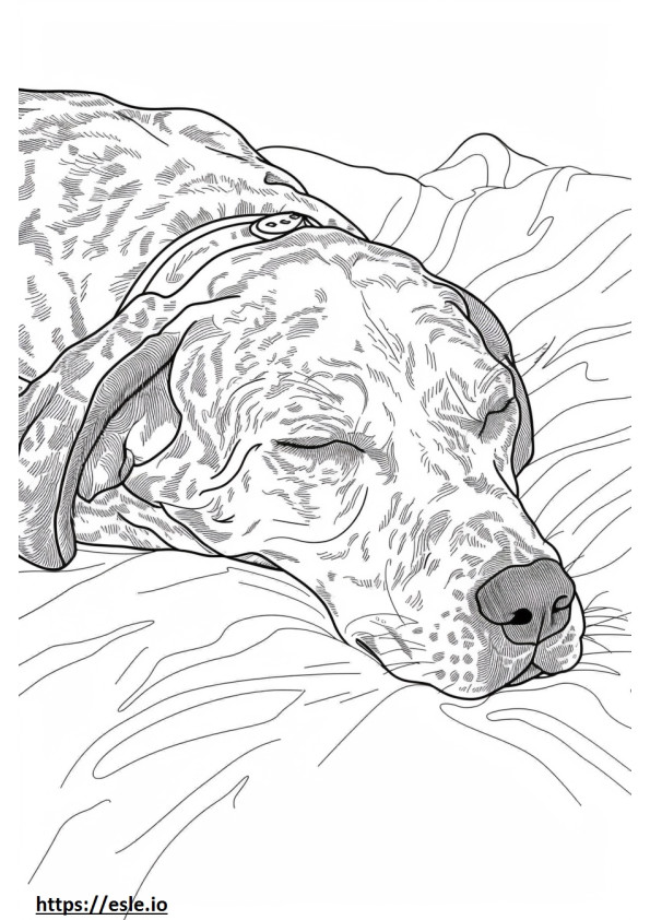 Amerykański lampart pies śpi kolorowanka