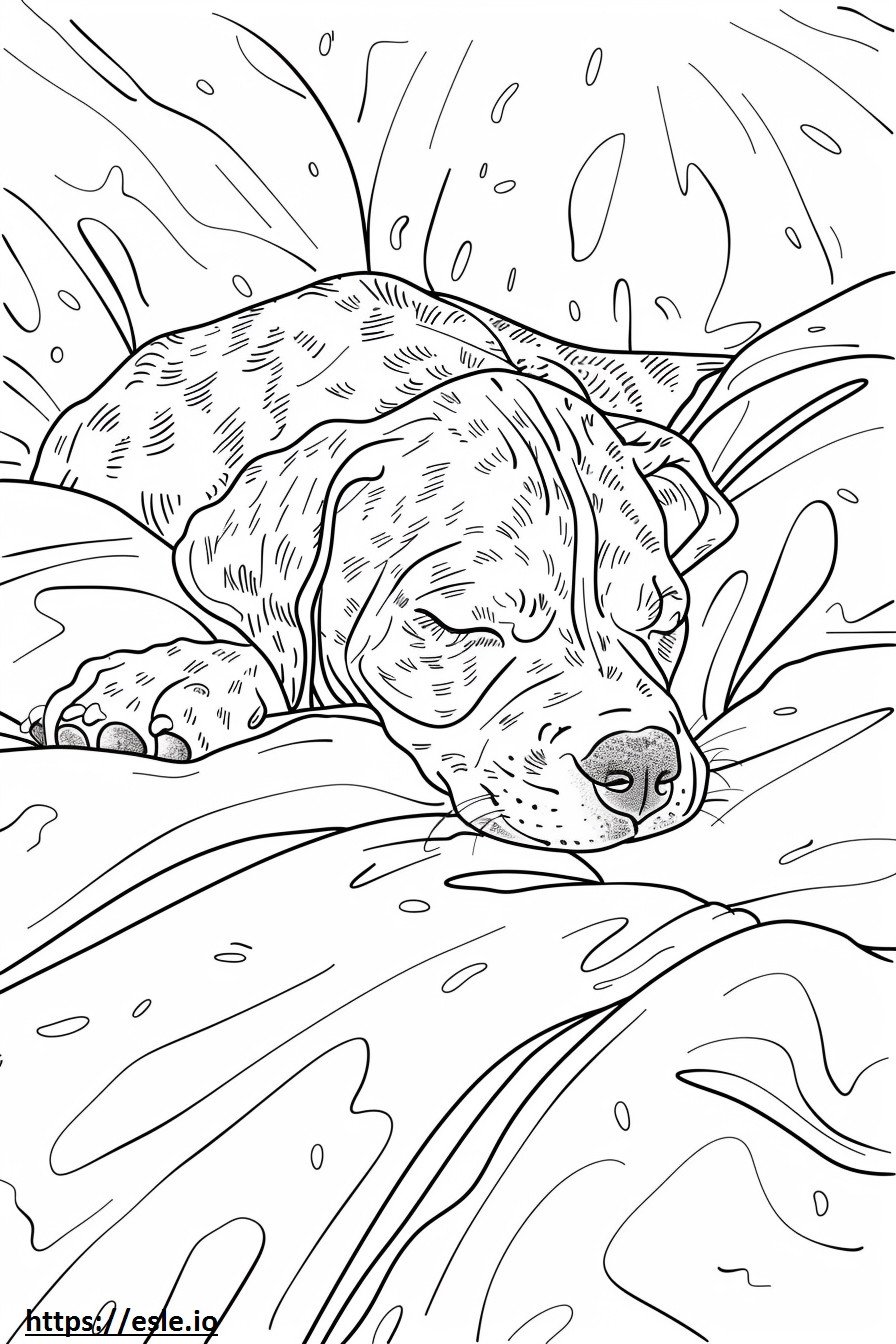 Amerikai leopárd kopó alszik szinező