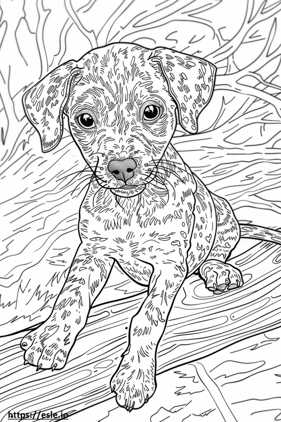 Jogo de cão leopardo americano para colorir