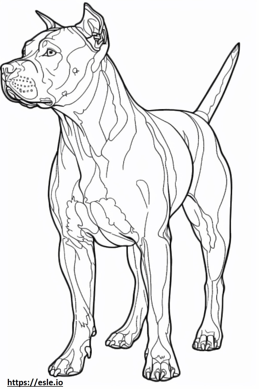 Volledig lichaam van de Amerikaanse Pit Bull Terrier kleurplaat kleurplaat