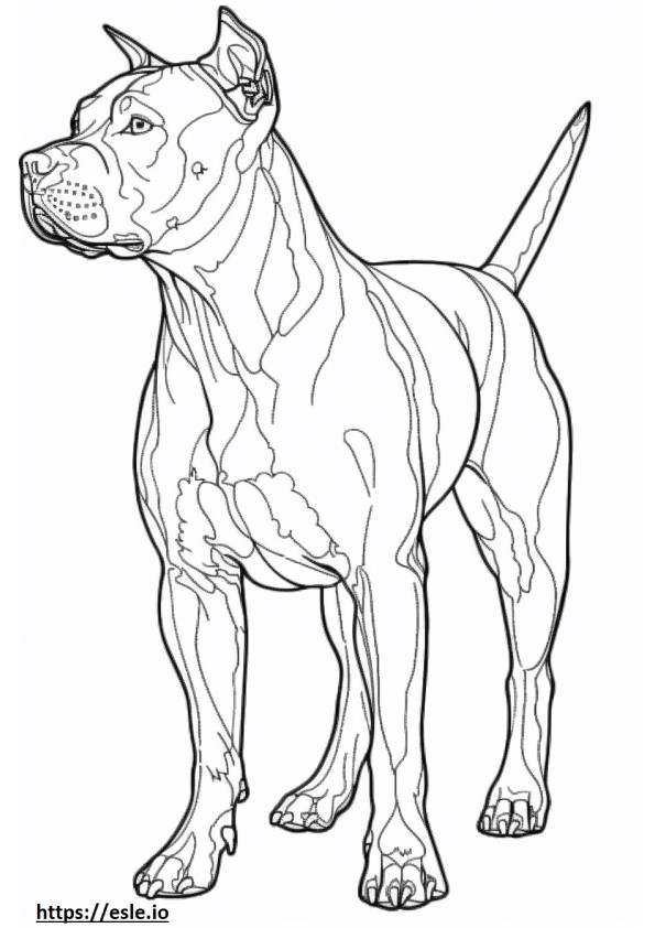 Volledig lichaam van de Amerikaanse Pit Bull Terrier kleurplaat