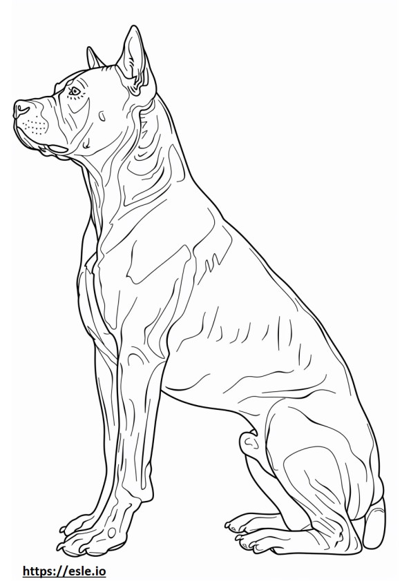 Volledig lichaam van de Amerikaanse Pit Bull Terrier kleurplaat