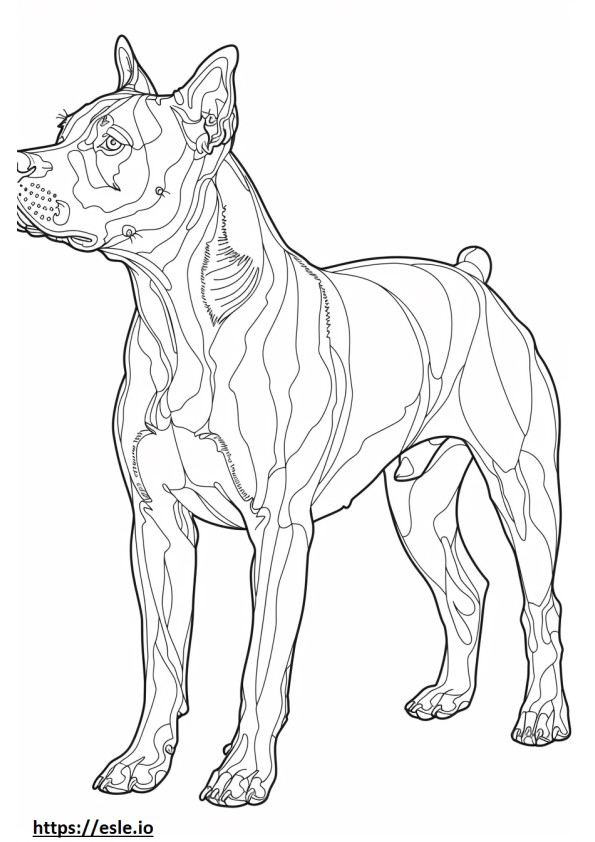 Coloriage American Pit Bull Terrier corps entier à imprimer