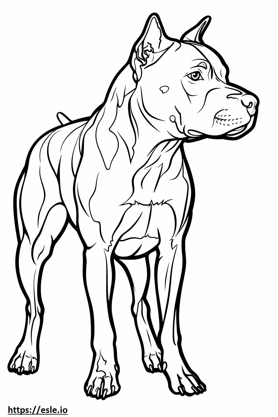 Kartun Pit Bull Terrier Amerika gambar mewarnai