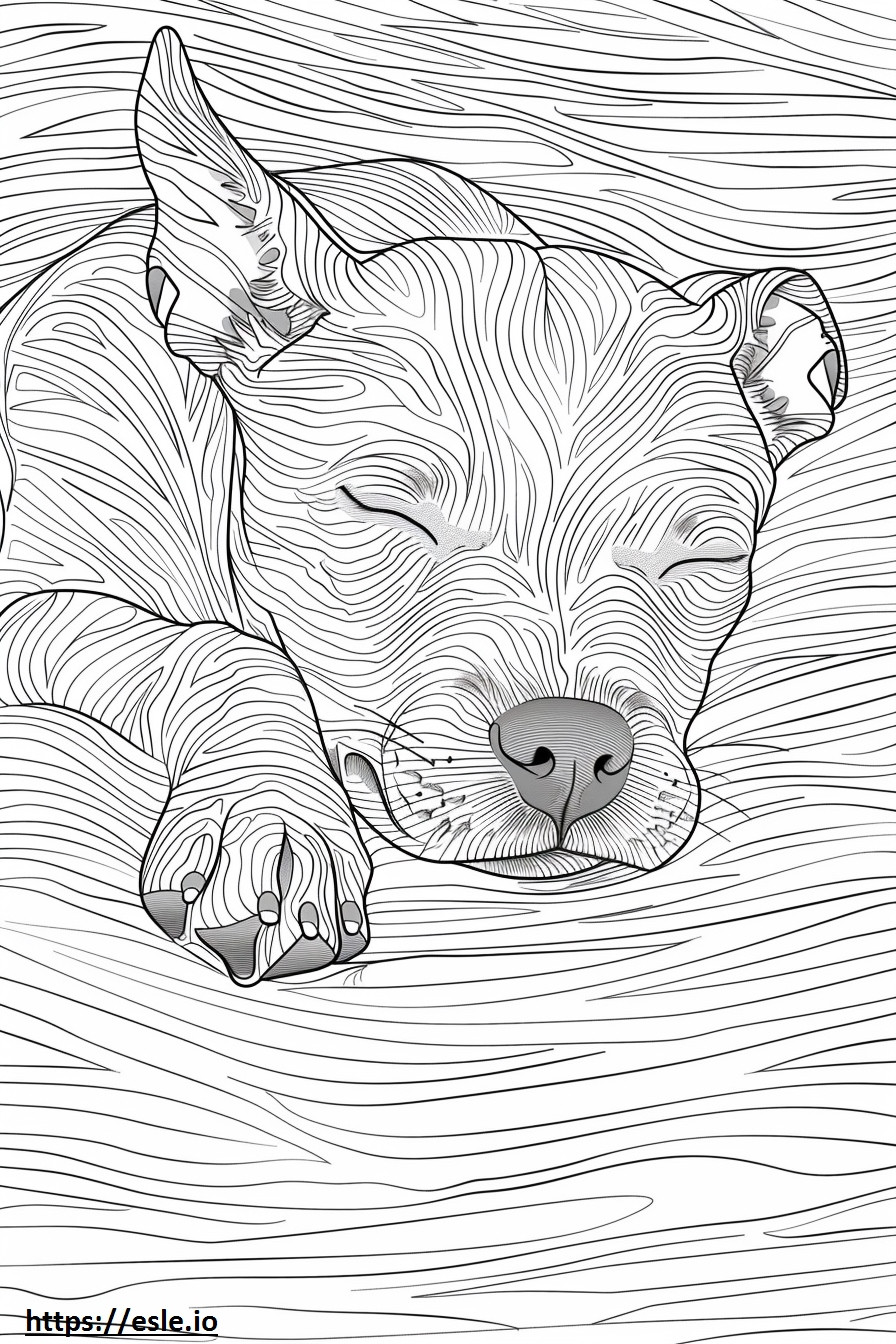 Pitbull terrier americano che dorme da colorare