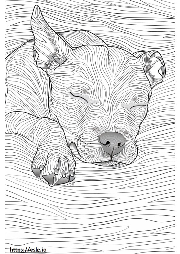 Amerykański Pit Bull Terrier śpi kolorowanka