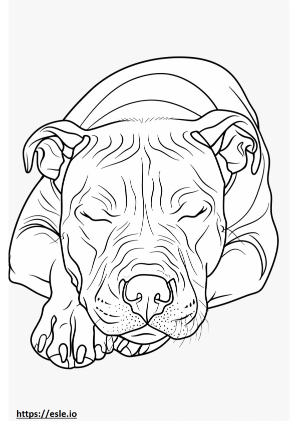 Amerykański Pit Bull Terrier śpi kolorowanka