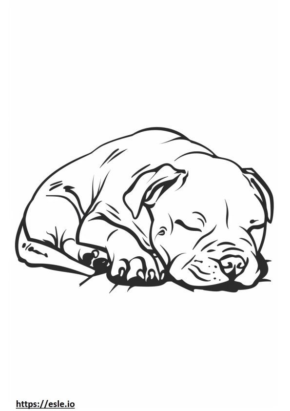 Pitbull terrier americano che dorme da colorare