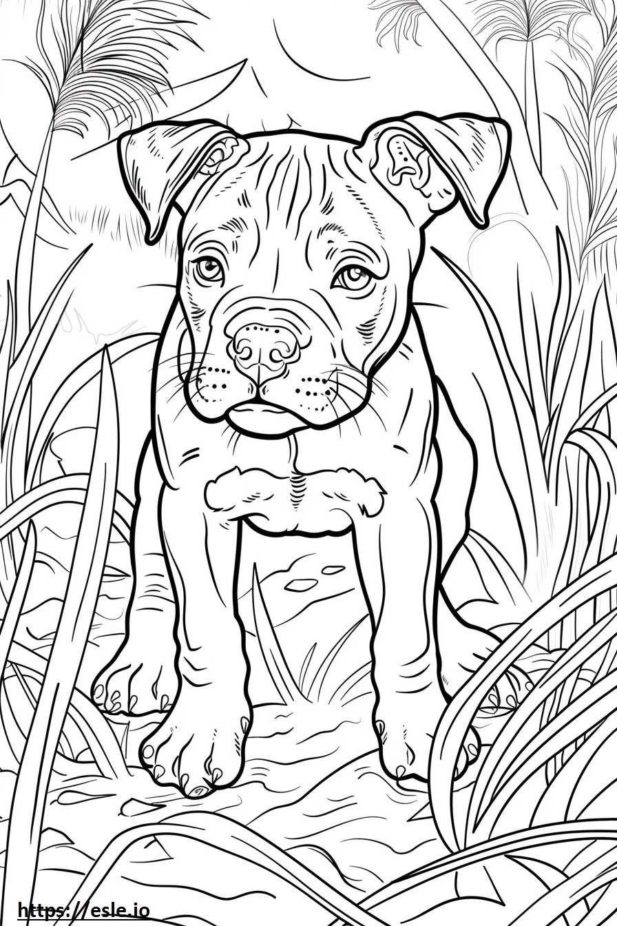 Jogo do American Pit Bull Terrier para colorir