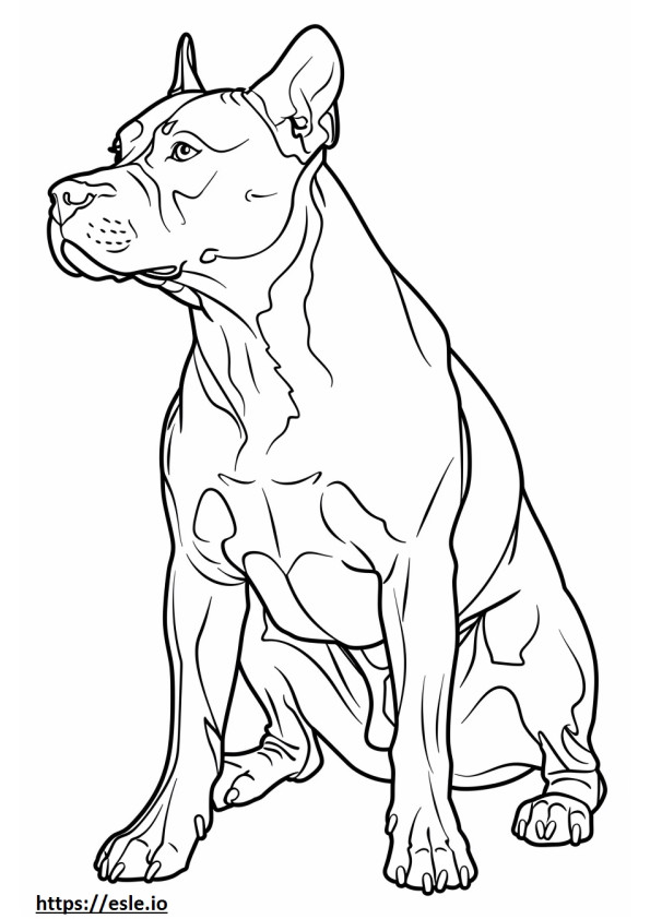 Coloriage American Pit Bull Terrier jouant à imprimer