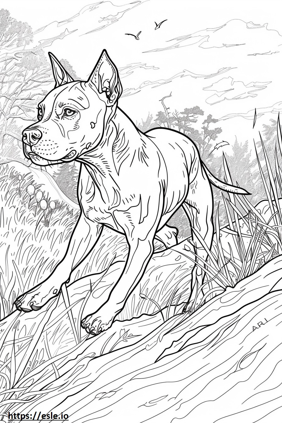 American Pit Bull Terrier Playing coloring page