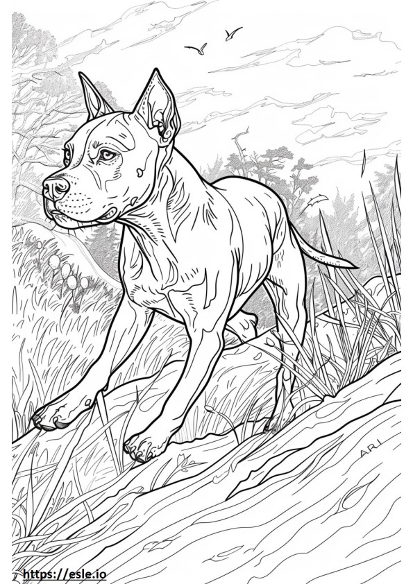American Pit Bull Terrier Playing coloring page