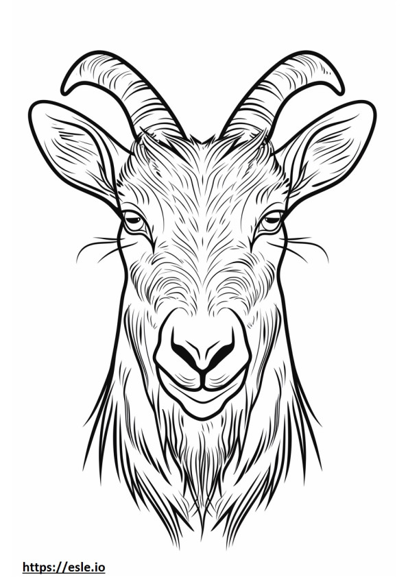 Amerikkalainen Pygmy Goat -naama värityskuva