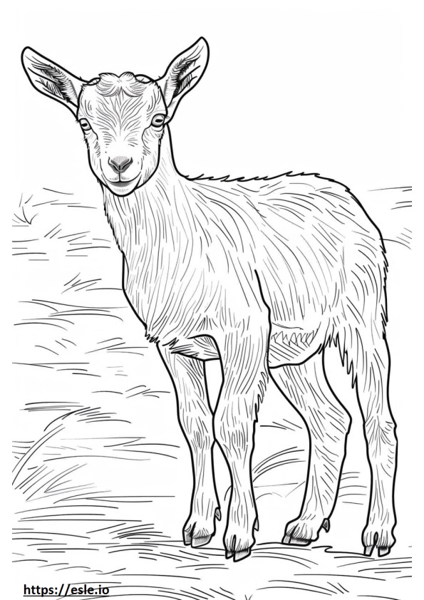 American Pygmy Goat koko vartalo värityskuva