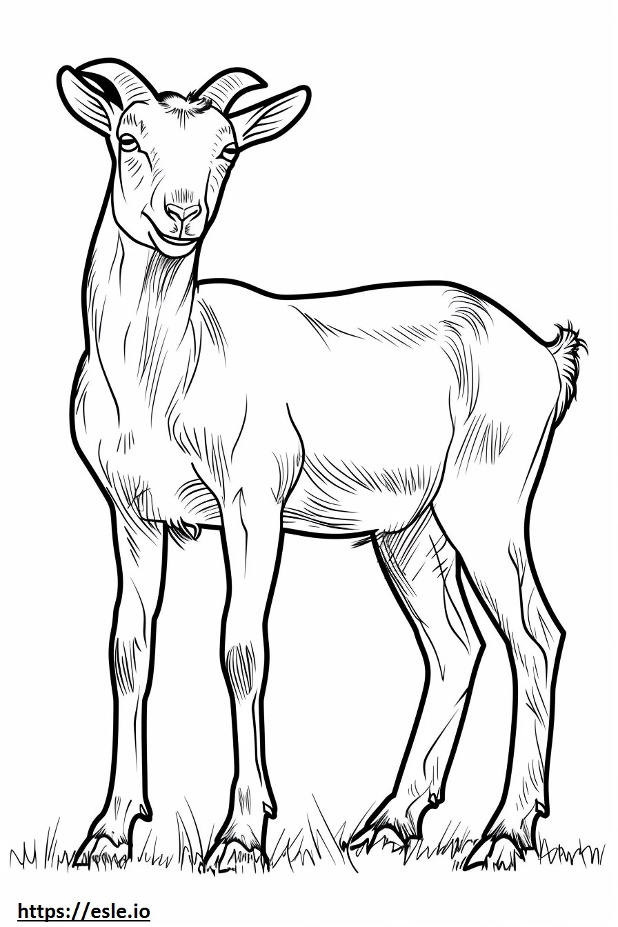 American Pygmy Goat full body coloring page