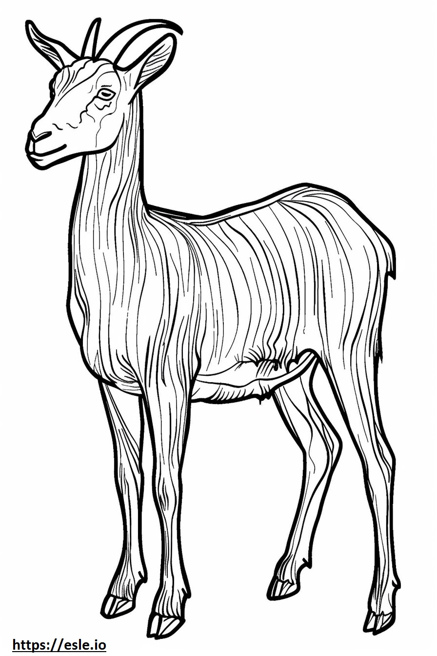 American Pygmy Goat full body coloring page