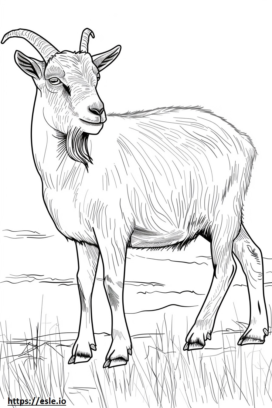 American Pygmy Goat koko vartalo värityskuva