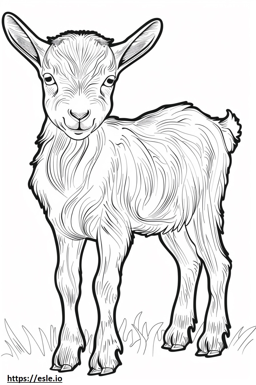 American Pygmy Goat baby coloring page