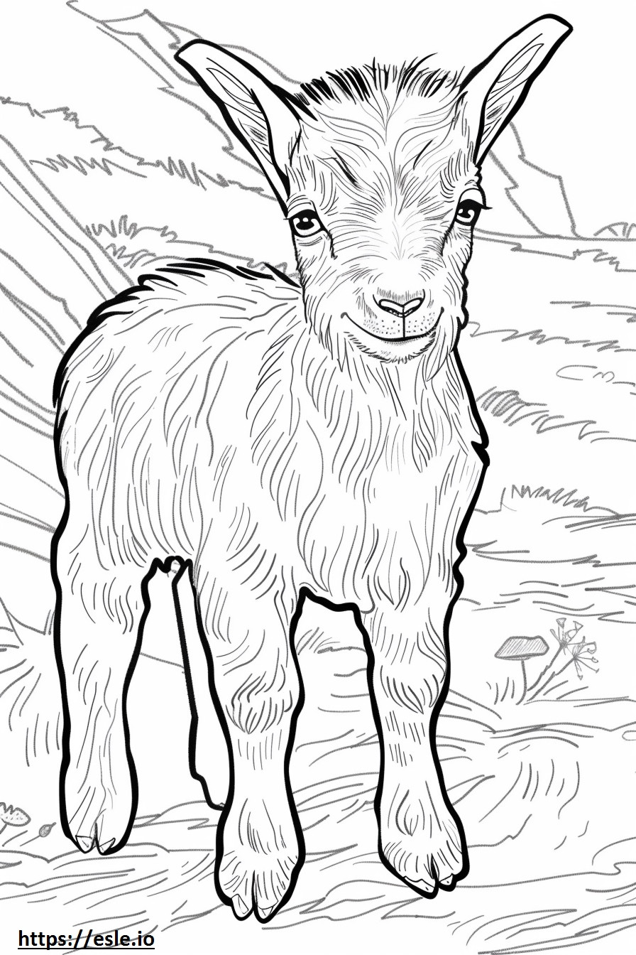 Amerikkalainen Pygmy Goat -vauva värityskuva