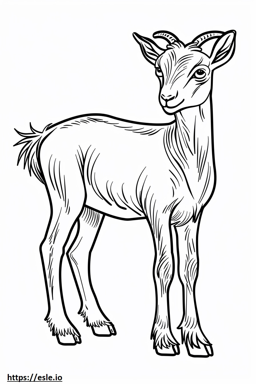 Desenho de cabra pigmeu americana para colorir
