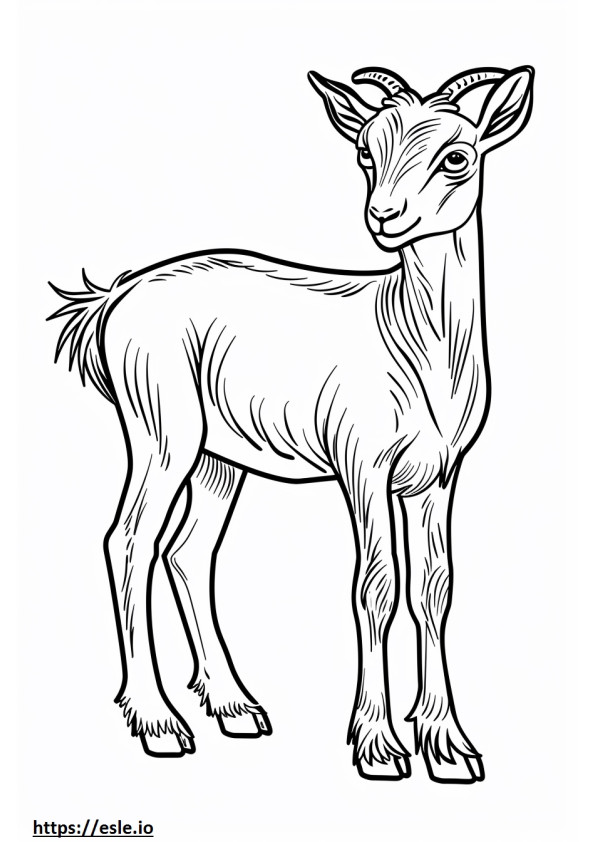 American Pygmy Goat cartoon coloring page
