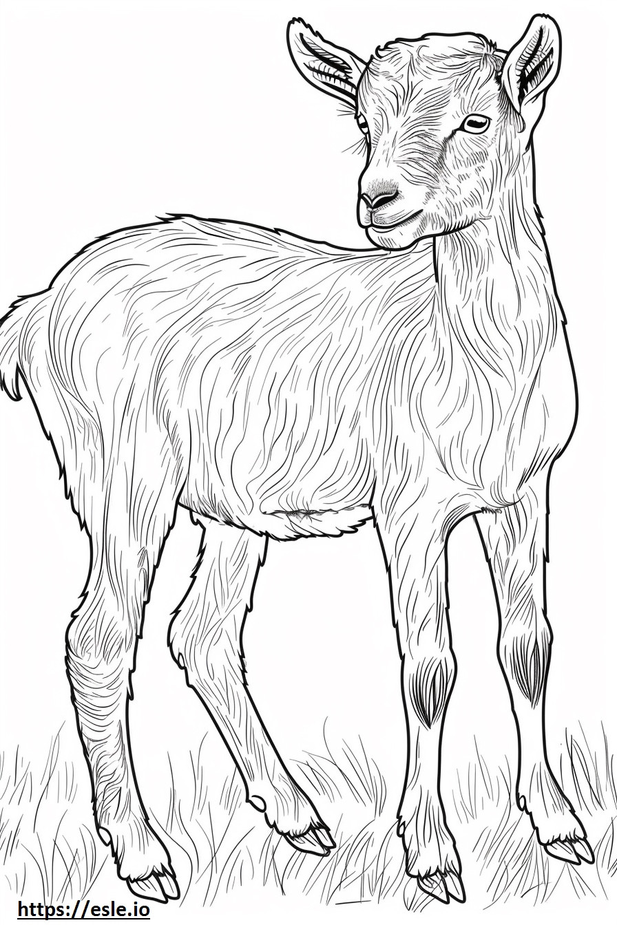 Amerikkalainen Pygmy Goat -sarjakuva värityskuva