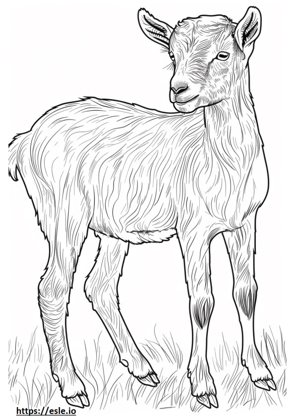 Amerikkalainen Pygmy Goat -sarjakuva värityskuva