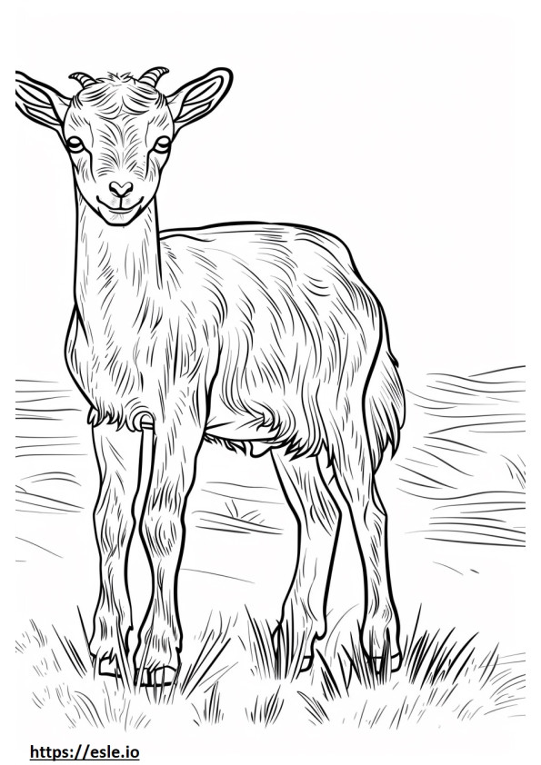 American Pygmy Goat söpö värityskuva