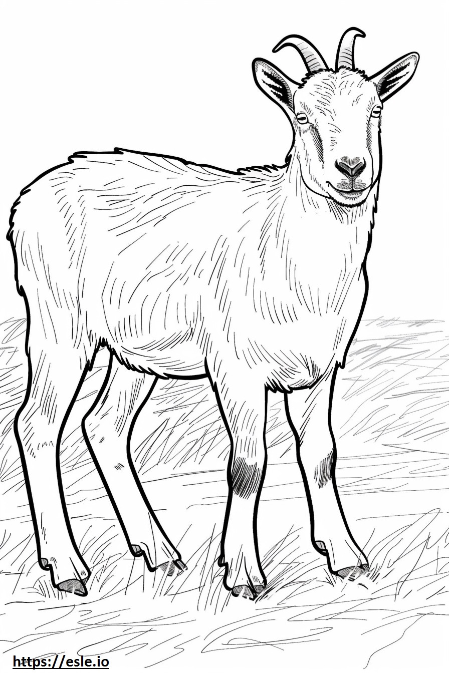 American Pygmy Goat söpö värityskuva