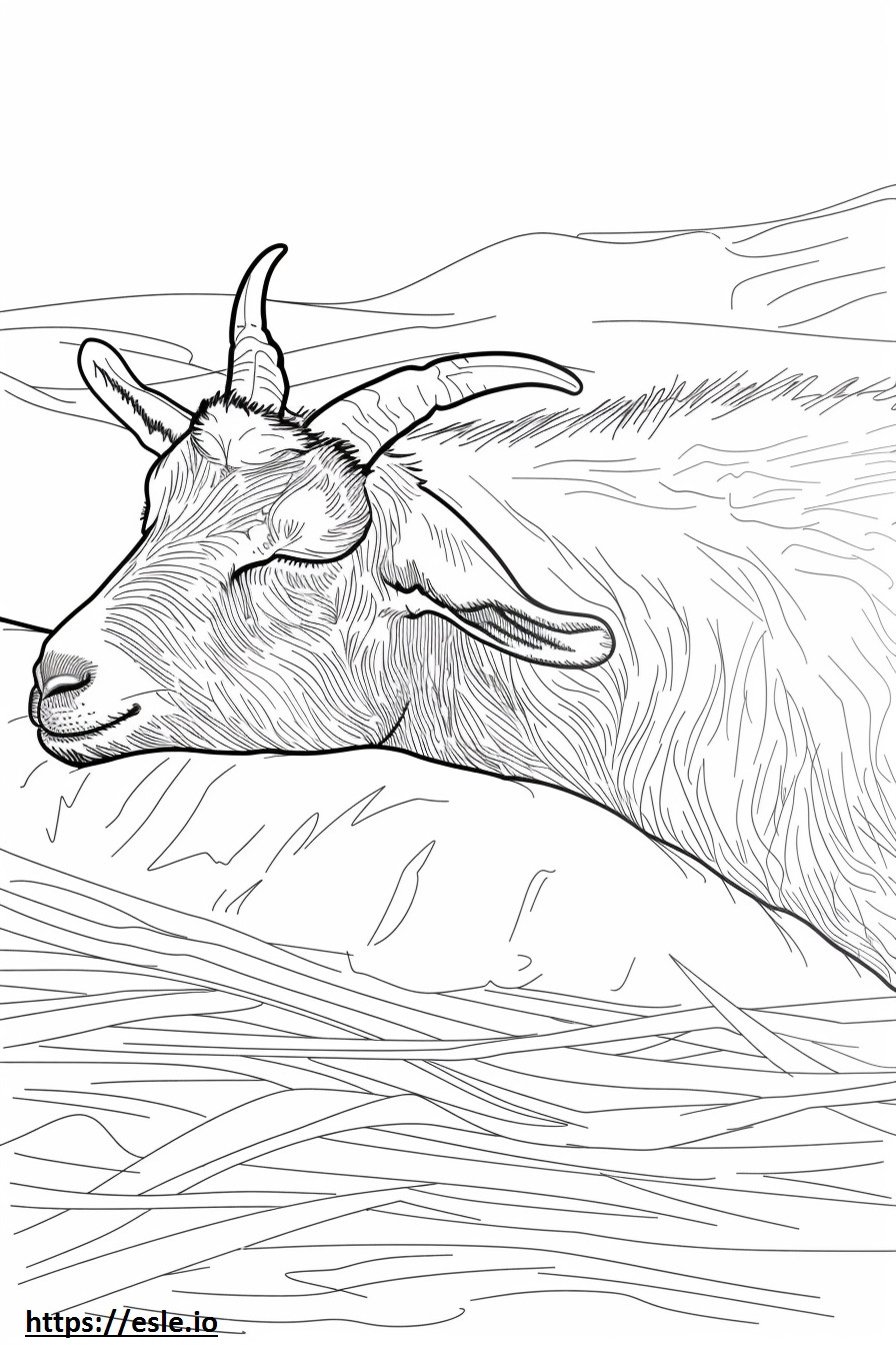 American Pygmy Goat Sleeping coloring page