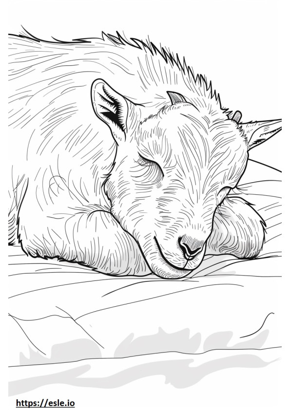 Amerikkalainen Pygmy Goat nukkuu värityskuva