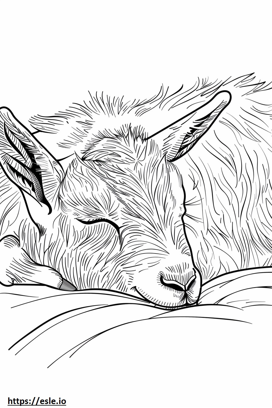 Coloriage Chèvre pygmée américaine dormant à imprimer