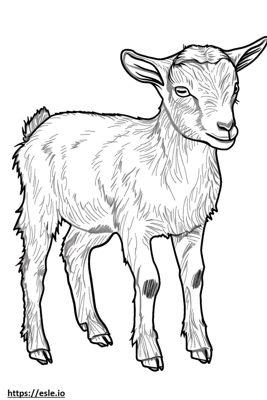 Amerikkalainen Pygmy Goat leikkii värityskuva