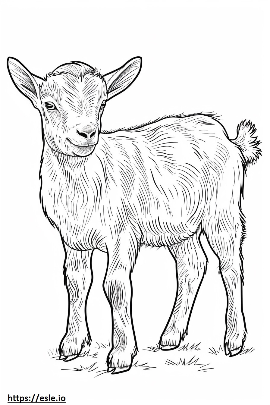 Amerikai Pygmy Goat Kawaii szinező
