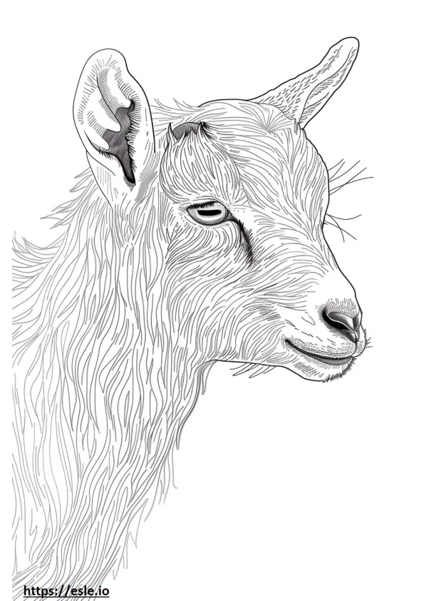 Amerikkalainen Pygmy Goat Kawaii värityskuva