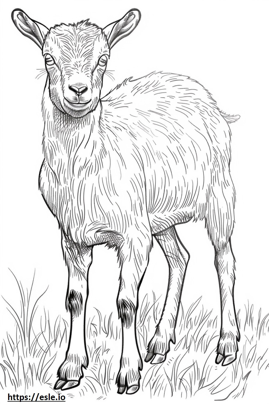 American Pygmy Goat Friendly coloring page