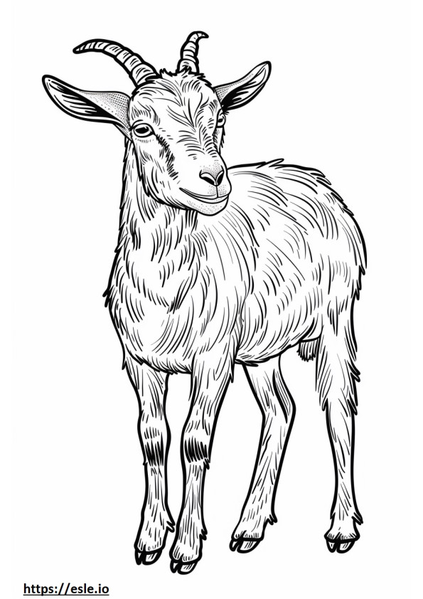 Amigável à cabra pigmeu americana para colorir
