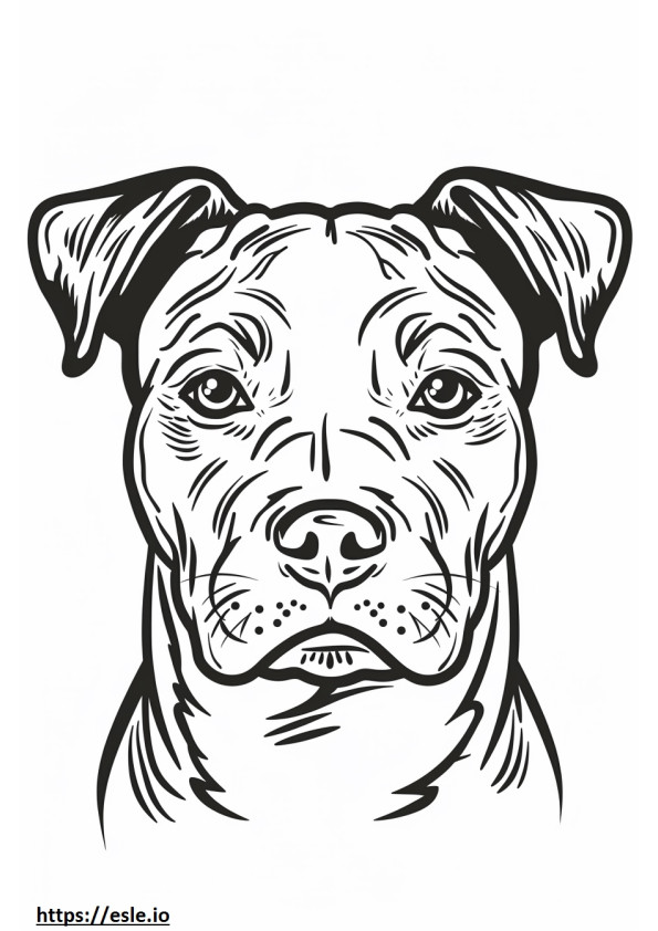 Cara de Staffordshire Terrier Americano para colorir