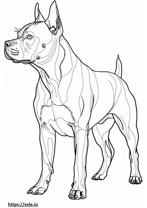 American staffordshire terrier de cuerpo completo para colorear e imprimir