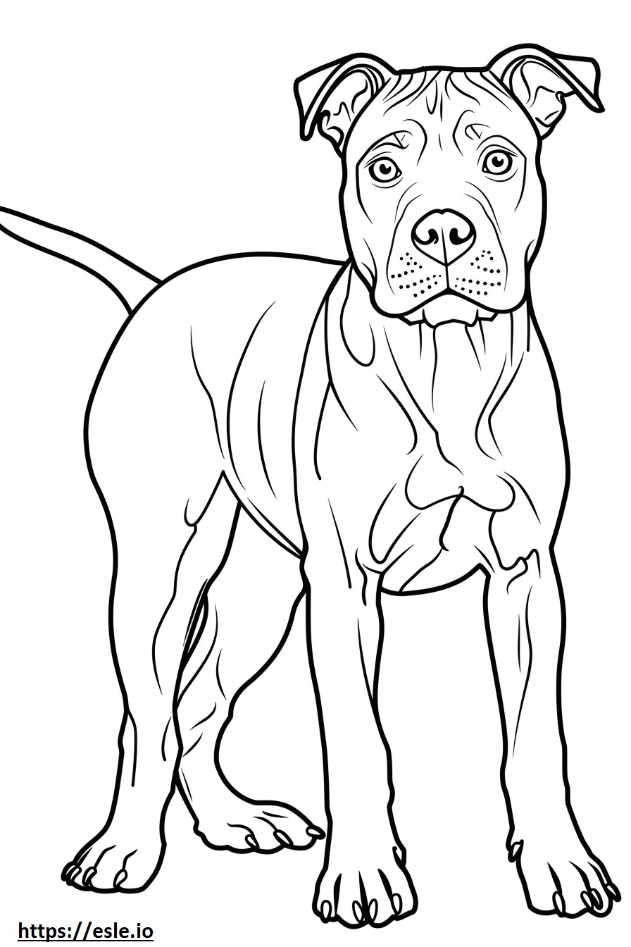 American Staffordshire Terrier cartoon coloring page