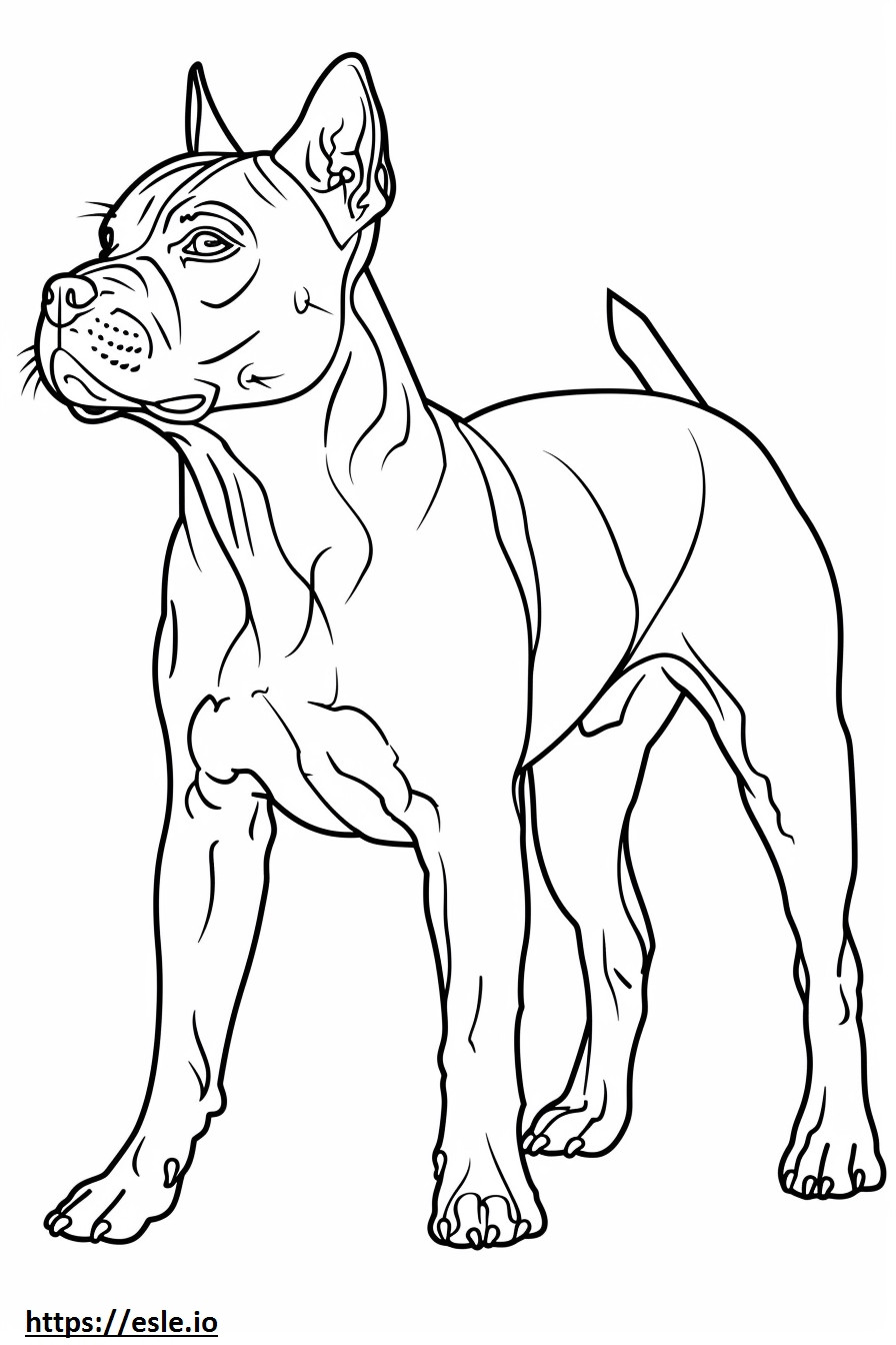 Coloriage Caricature de l'American Staffordshire Terrier à imprimer